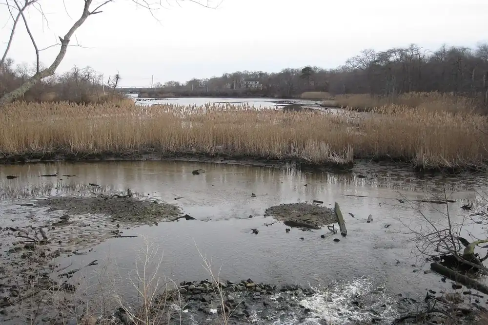 Marsh grasses and still water along the Forge River in Mastic, New York