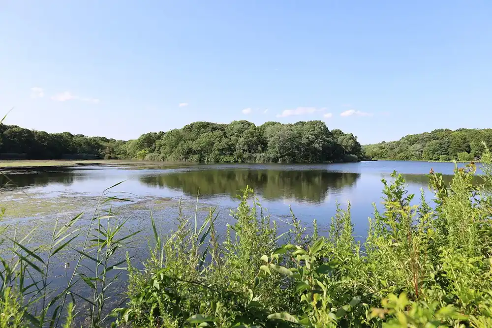 Calm lake edged with reeds and tree-covered shoreline at North Massapequa Lake, New York