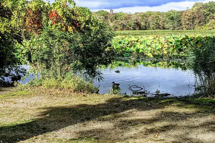 Mill Pond Preserve with lily pads and trees reflected in calm water in Wantagh, New York